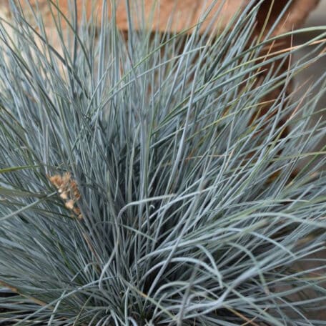 Blau-Schwingel - Festuca cinerea - 4 Stück