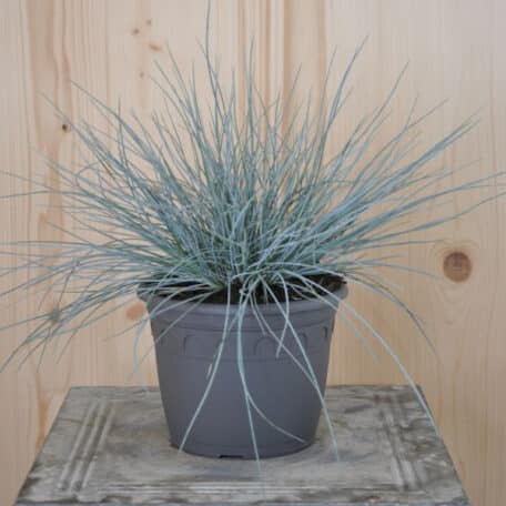 Garten-Blauschwingel - Festuca cinarea - 2 Stück
