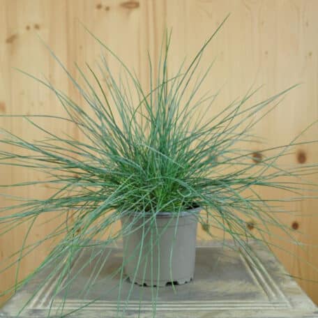 Fétuque bleue des jardins - Festuca cinerea - 6 pièces