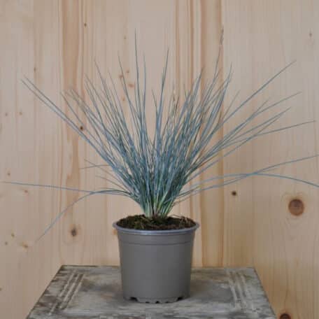 Blau-Schwingel - Festuca cinerea - 4 Stück
