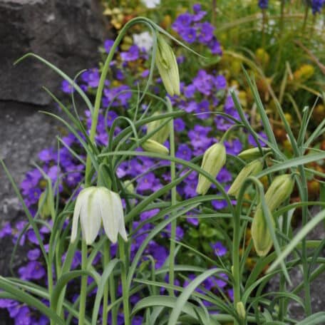 Schachbrettblume - Fritillaria meleagris - 3 Stück