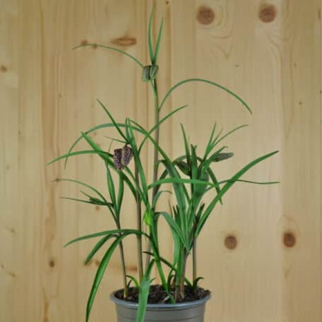 Schachbrettblume - Fritillaria meleagris - 6 Stück