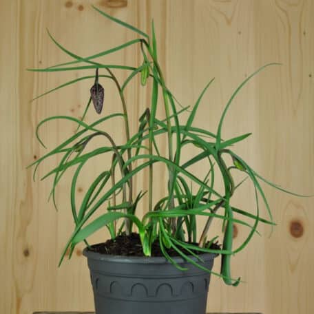 Schachbrettblume - Fritillaria meleagris - 3 Stück