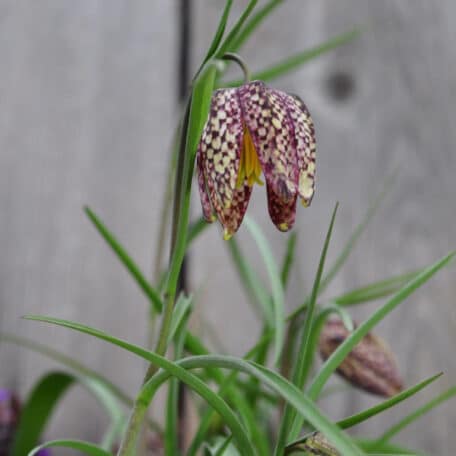 Schachbrettblume - Fritillaria meleagris - 6 Stück