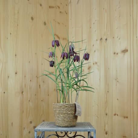 Schachbrettblume - Fritillaria im Korb, 2 Stück