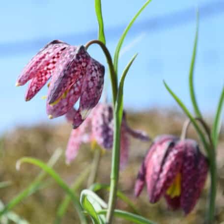 Schachbrettblume - Fritillaria im Korb, 2 Stück