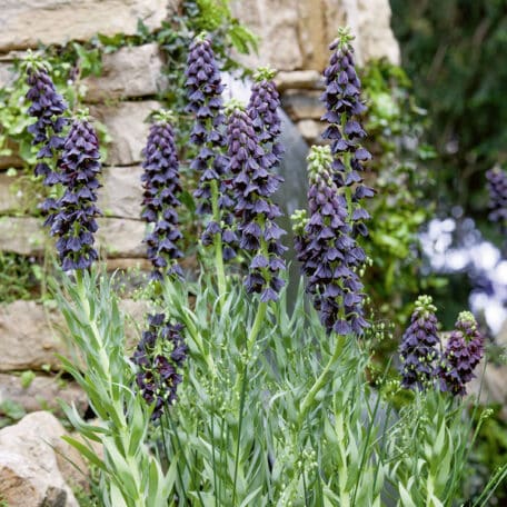 Couronne impériale de Perse - Fritillaria persica