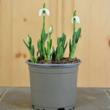 Kleines Schneeglöckchen - 6 Stück