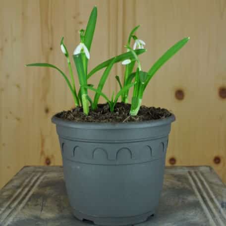 Kleines Schneeglöckchen - 3 Stück