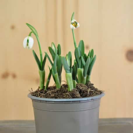 Kleines Schneeglöckchen - 8 Stück