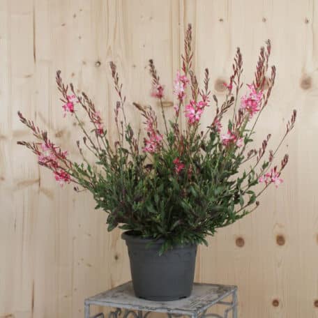 Prachtkerze - Gaura lindheimeri