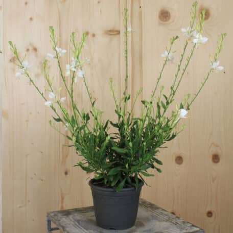 Prachtkerze - Gaura lindheimeri - 3 Stück