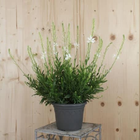 Prachtkerze - Gaura lindheimeri