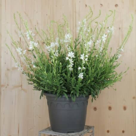 Prachtkerze - Gaura lindheimeri