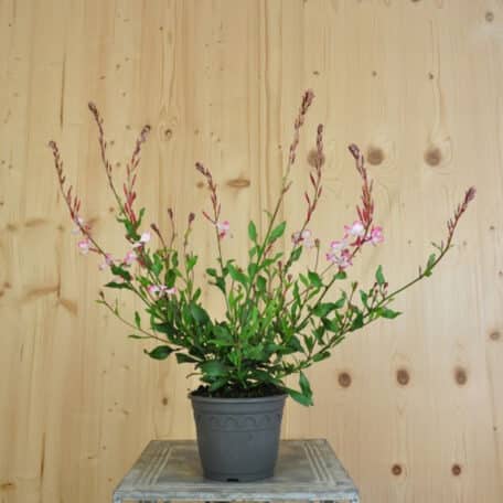 Prachtkerze - Gaura lindheimeri - 3 Stück