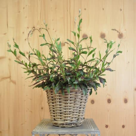 Prachtkerze - Gaura lindheimeri im Korb 6