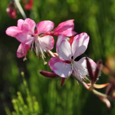 Prachtkerze - Gaura lindheimeri im Korb 1 - 2 Stück