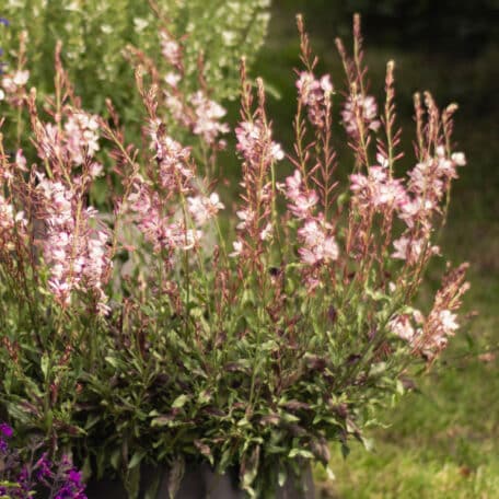 Prachtkerze - Gaura lindheimeri