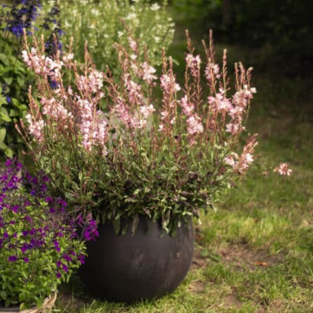 Prachtkerze - Gaura lindheimeri - 3 Stück