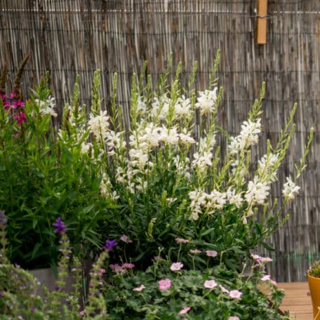 Prachtkerze - Gaura lindheimeri im Korb 1 - 2 Stück