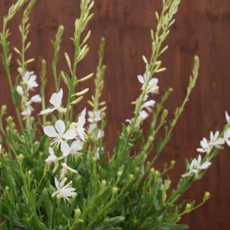 Prachtkerze - Gaura lindheimeri