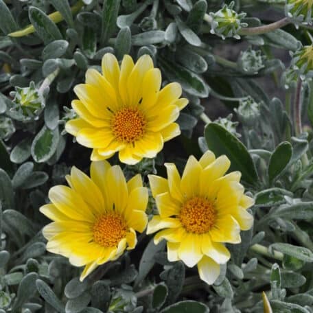 Mittagsgold - Gazania Cultivars - 3 Stück