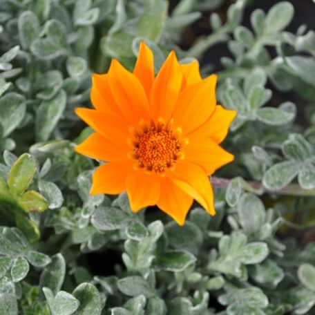 Mittagsgold - Gazania Cultivars im Korb 1 - 2 Stück