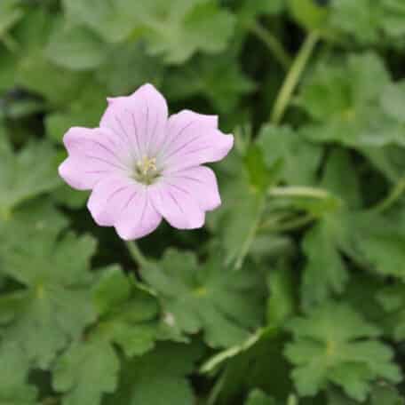 Storchschnabel - Geranium pratense