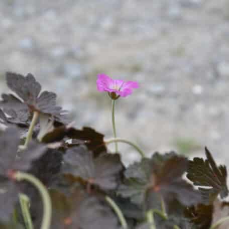 Storchschnabel - Geranium pratense