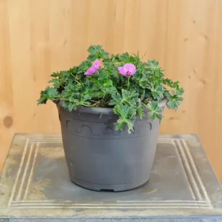 Bec de cigogne Laurence Flatman - Geranium cinereum