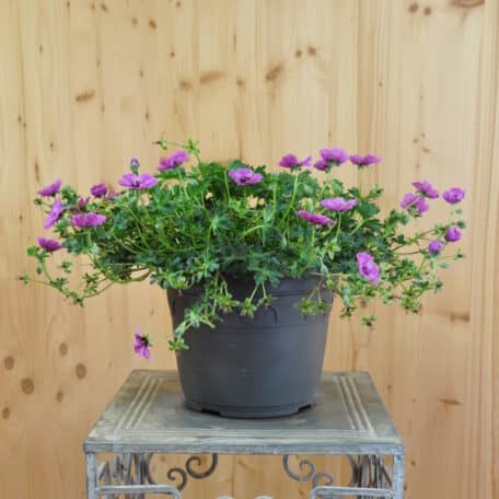 Aschgrauer Storchenschnabel - Geranium cinereum