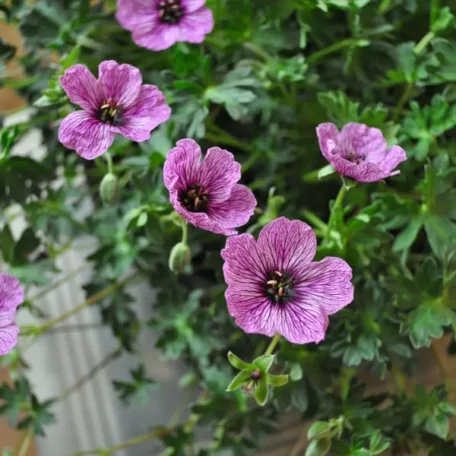 Bec de cigogne Laurence Flatman - Geranium cinereum