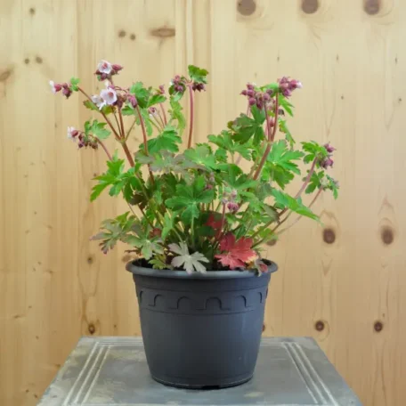 Felsen-Storchschnabel Spessart - Geranium macrorrhizum