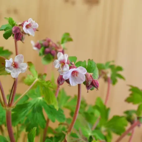 Felsen-Storchschnabel Spessart - Geranium macrorrhizum