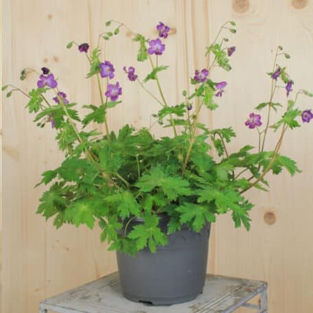 Brauner Storchschnabel  - Geranium phaeum