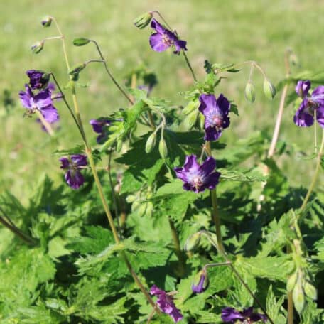 Brauner Storchschnabel  - Geranium phaeum