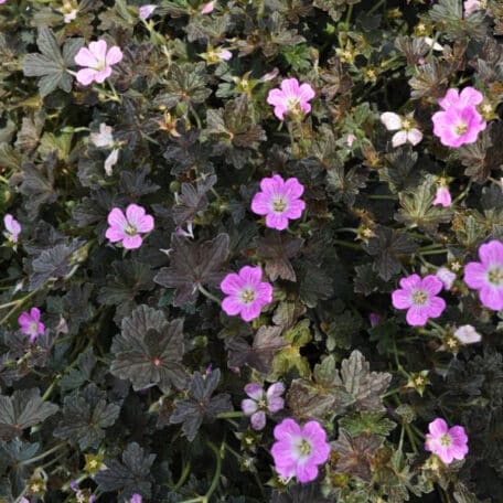 Storchschnabel - Geranium pratense