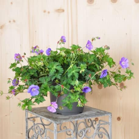Bec de cigogne - Geranium pratense