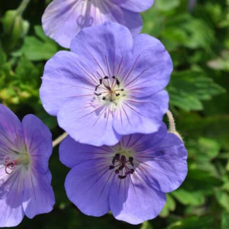 Bec de cigogne - Geranium pratense