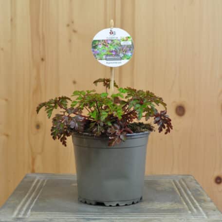 Ruprechtskraut - Geranium robertianum ssp. robertianum - 4 Stück