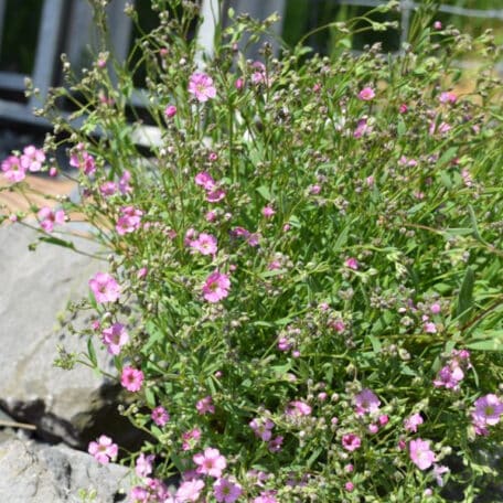 Kriechendes Gipskraut - Gypsophila repens - 2 Stück