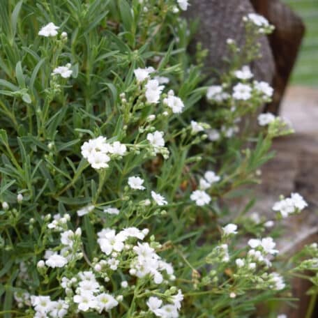 Kriechendes Gipskraut - Gypsophila repens - 2 Stück