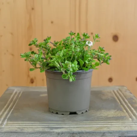 Himalaya-Schleierkraut - Gypsophila cerastioides