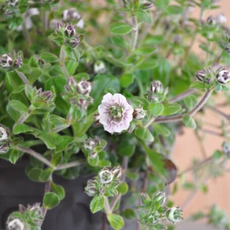 Himalaya Schleierkraut - Gypsophila cerastioides