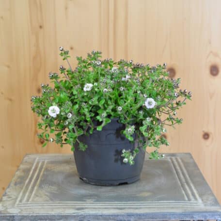 Himalaya Schleierkraut - Gypsophila cerastioides