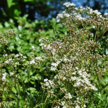 Büschel-Gipskraut - Gypsophila fastigiata - 3 Stück