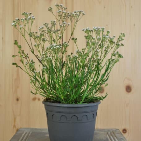 Büschel-Gipskraut - Gypsophila fastigiata - 3 Stück