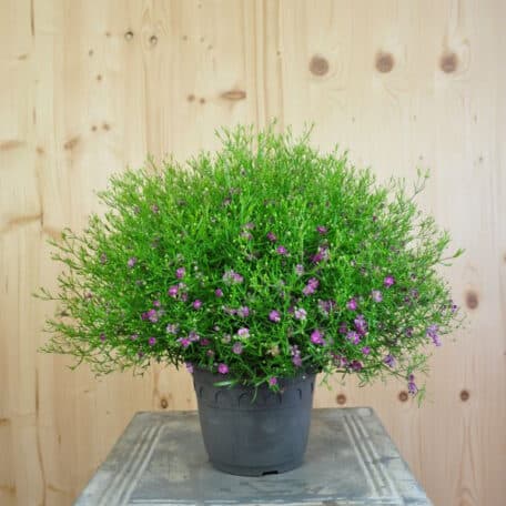 Mauergipskraut - Gypsophila muralis - 3 Stück