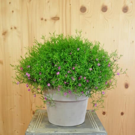 Mauergipskraut - Gypsophila muralis im Übertopf