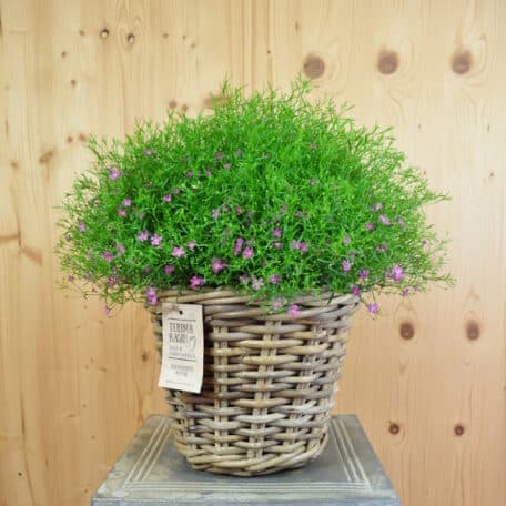 Mauergipskraut - Gypsophila muralis im Korb